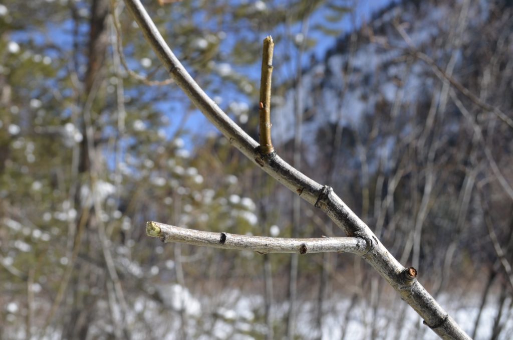 nibbled twig near Frisco