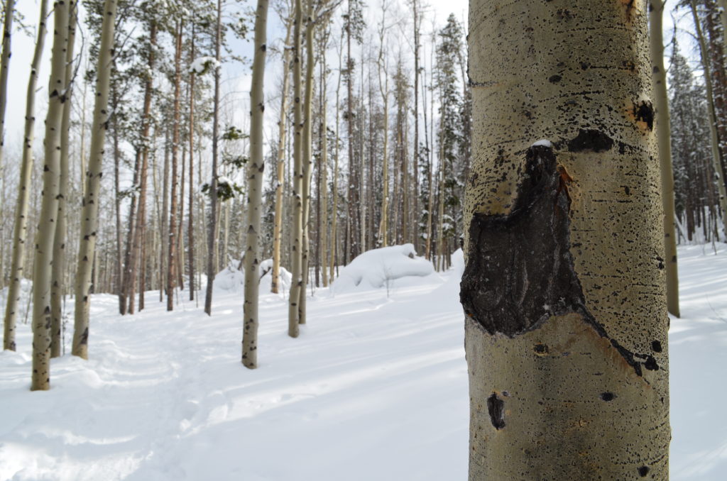 snowy trail near Frisco